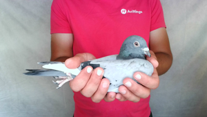 Pigeon image