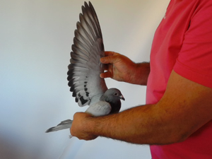 Pigeon image