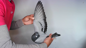 Pigeon image