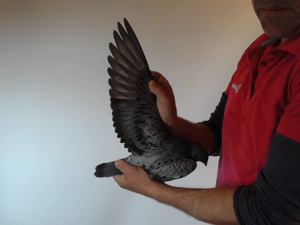 Pigeon image