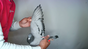Pigeon image