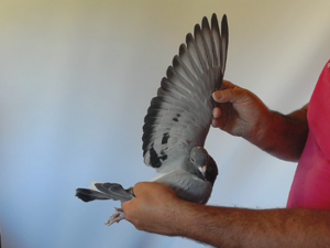 Pigeon image