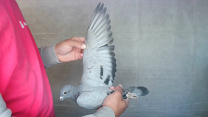 Pigeon image