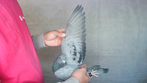 Pigeon image