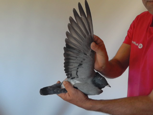 Pigeon image
