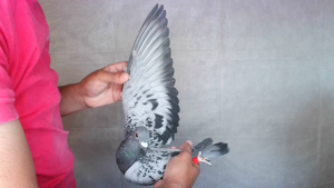 Pigeon image