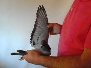 Pigeon image