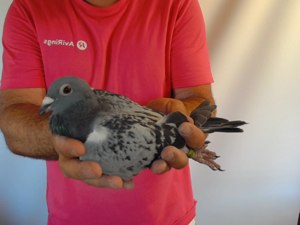 Pigeon image