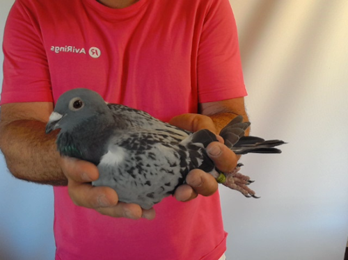 Pigeon image