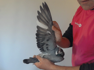 Pigeon image
