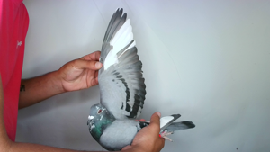 Pigeon image