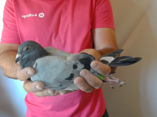 Pigeon image