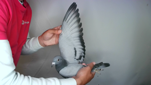Pigeon image