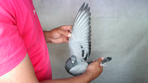Pigeon image