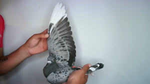 Pigeon image