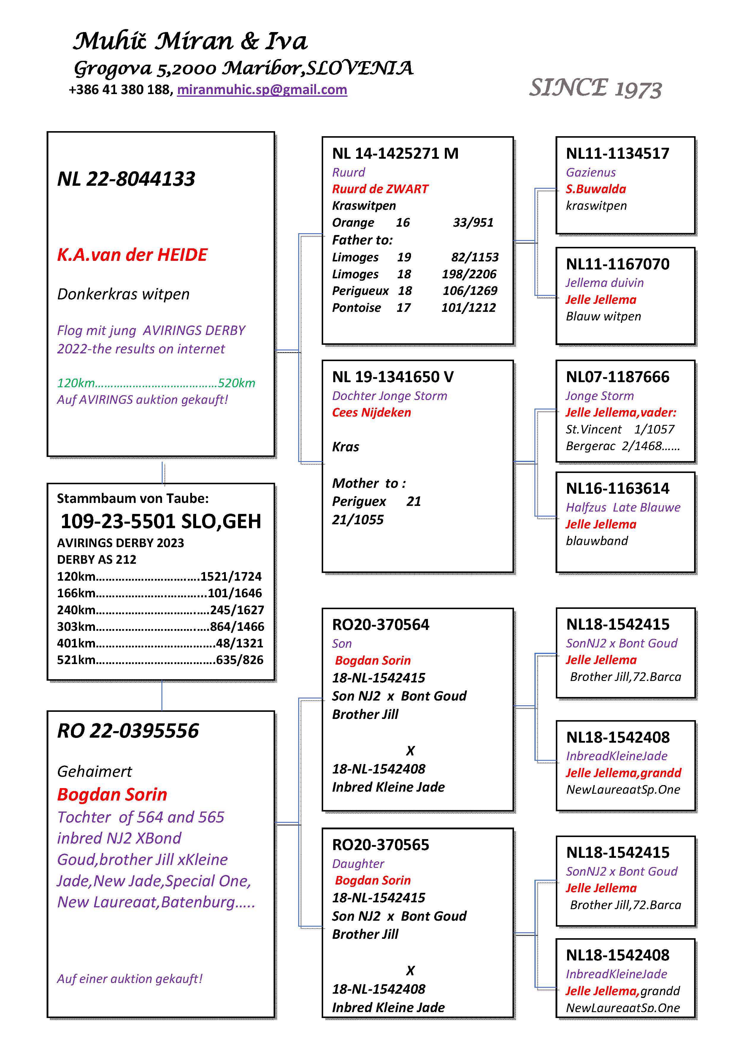 Pigeon pedigree image