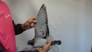 Pigeon image