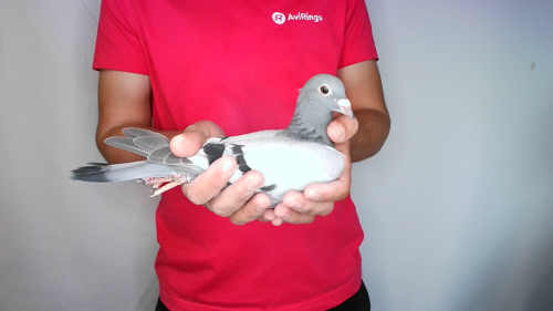 Pigeon image