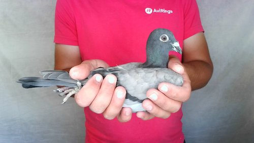 Pigeon image