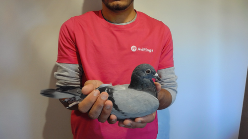 Pigeon image