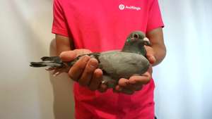 Pigeon image