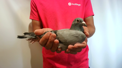 Pigeon image