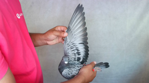 Pigeon image