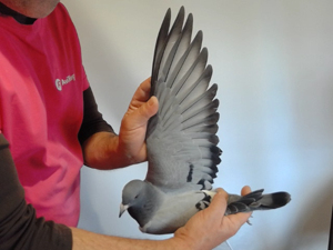 Pigeon image