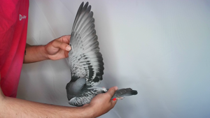 Pigeon image