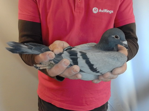 Pigeon image