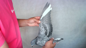 Pigeon image