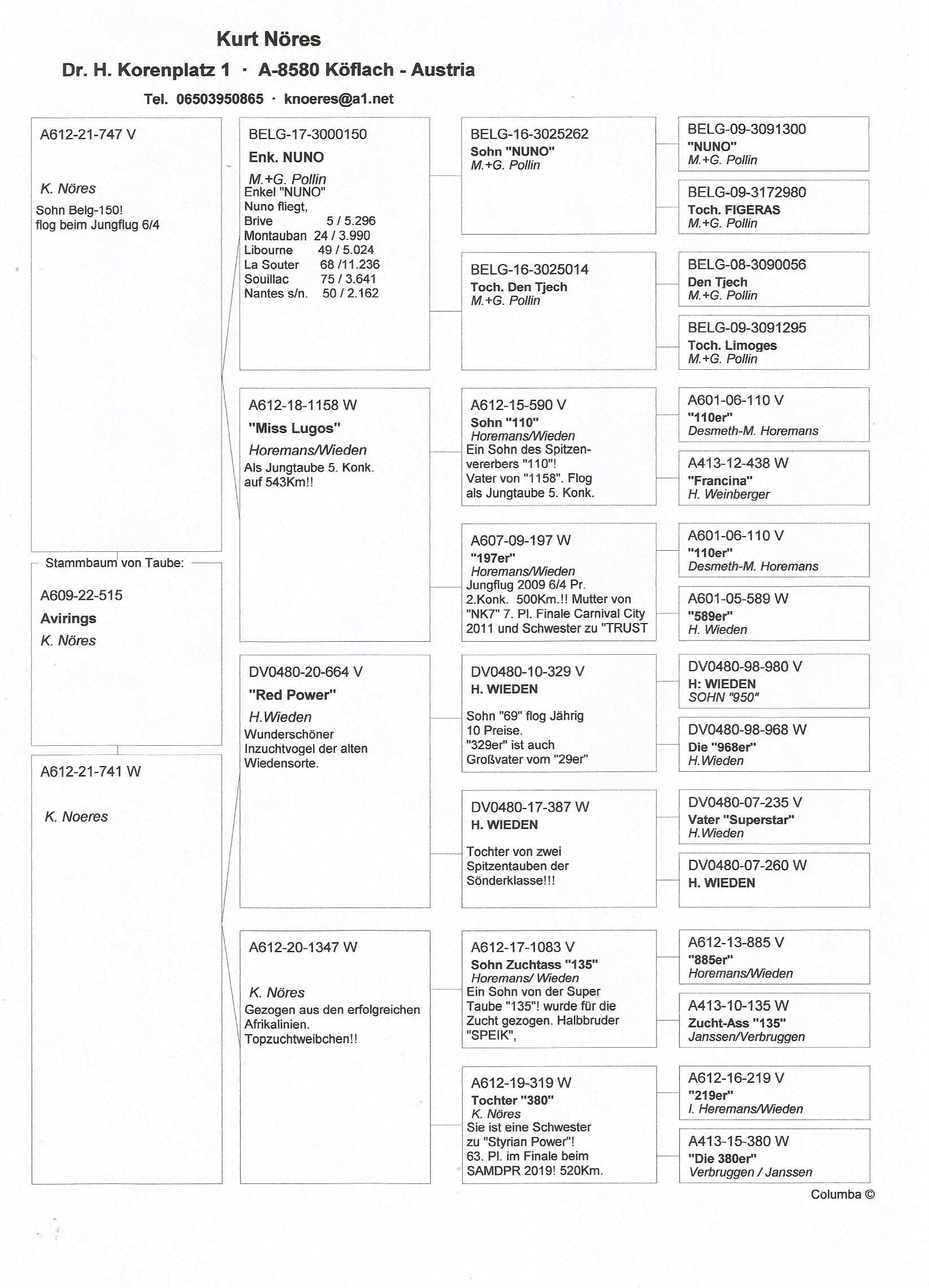 Pigeon pedigree image