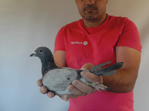 Pigeon image