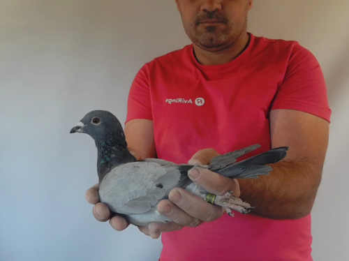 Pigeon image