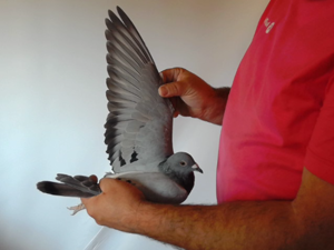 Pigeon image