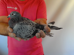 Pigeon image