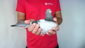 Pigeon image