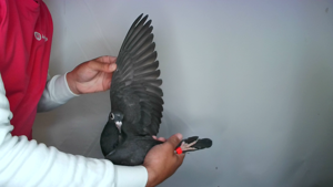 Pigeon image