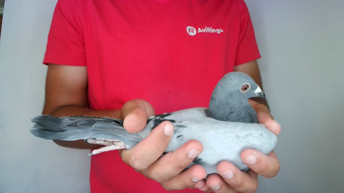 Pigeon image