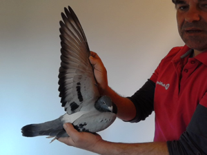 Pigeon image