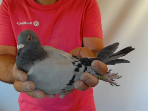 Pigeon image