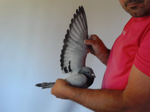 Pigeon image