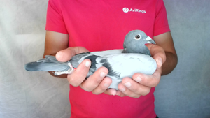 Pigeon image