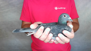 Pigeon image