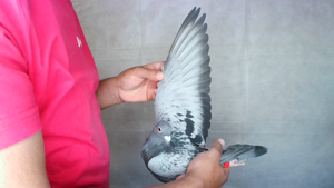 Pigeon image