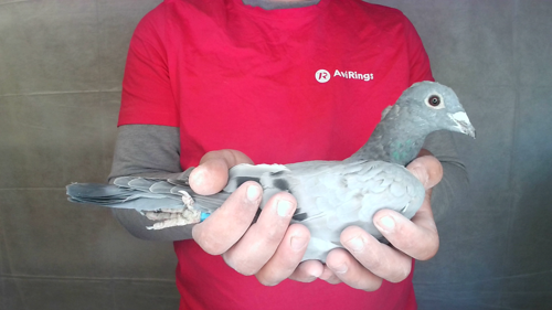 Pigeon image