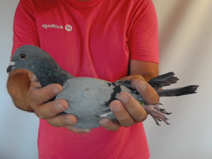 Pigeon image