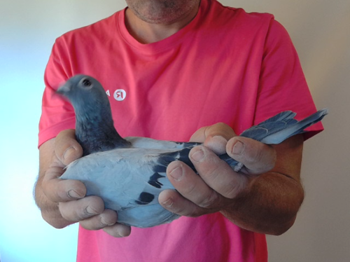 Pigeon image