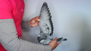 Pigeon image