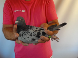 Pigeon image